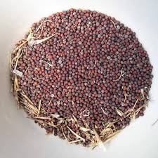 Turnip Seeds